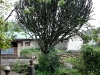 DSC07929