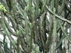 DSC07930